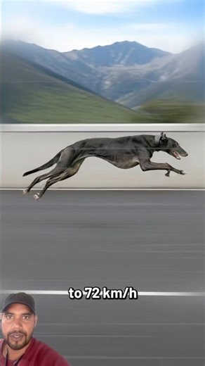 The Fastest Dog Breeds Ever #animals #cuteanimal #pitbull #canecorso #dogcoach #cavapoo #shorts