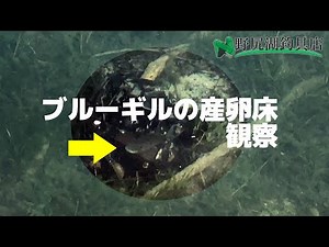 ブルーギルの産卵床観察