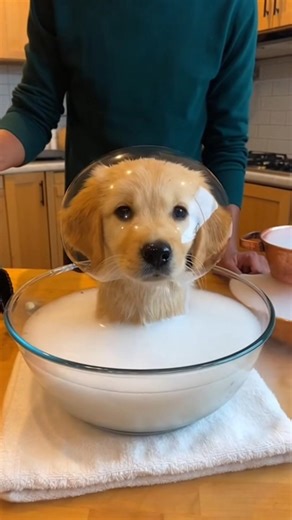 The Cutest Magic Trick Ever! 🐶