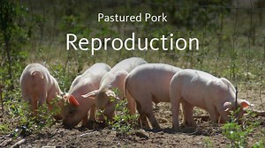 Pastured Pork Production – Breeding and Reproduction