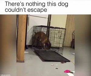 There's nothing this dog couldn't escape Credit: Viralhog | LOLKidz