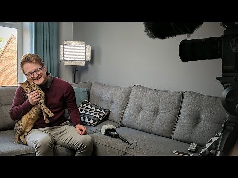 We Filmed A Very Serious Documentary About My Cats