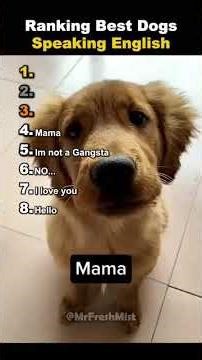 BEST DOGS SPEAK ENGLISH