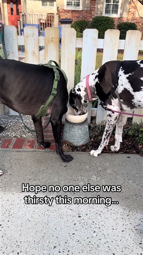 #followback #dogpack #greatdane #dogtok #walk