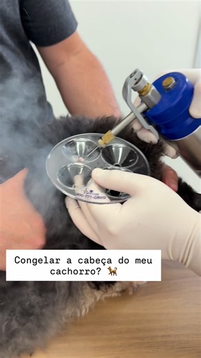 @dr.douglasbessavet | ✨🐶 Você já ouviu falar em crioterapia em cães? A crioterapia é um tratamento que usa o frio intenso (com nitrogênio líquido ou outros... | Instagram