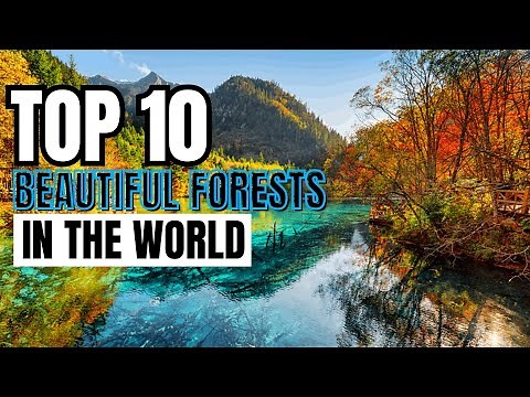 Top 10 Most Beautiful Forests in the World #top10 #forest
