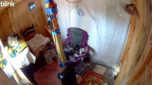 Crazy bird went in Winks's house today. I let it out. She was looking at it like , What are you doing in here. Lol. She has quite the sweet warm weatherproof house. | Michelle Michelle