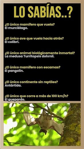 ¿El único animal biológicamente inmortal? Y el murciélago es el único mamífero que vuela.