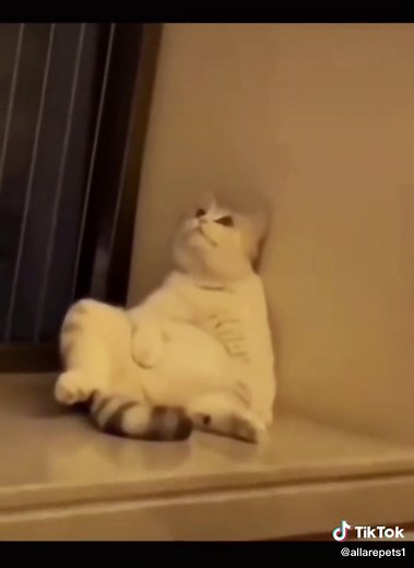 Cute Cat Crying Compilation | Heartwarming Cat Tears 😿