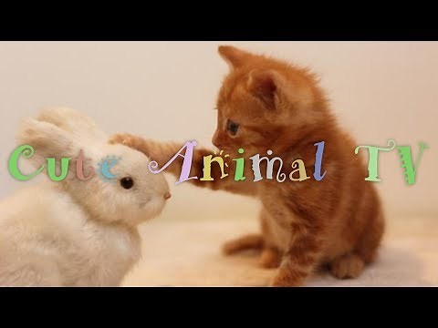 【動物の赤ちゃんに癒される動画】最高にかわいい動物の赤ちゃん、癒し、感動、おもしろ動画