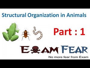Biology Structural Organization Animals part 1 (Tissues, Levels of organization) CBSE class 11 XI