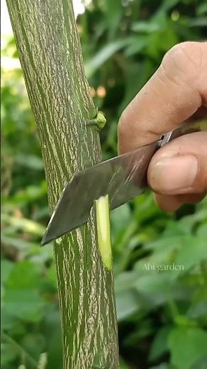 Side Grafting Technique for Citrus Tree#grafting #citrusgrafting #graftingtechniques #gardening