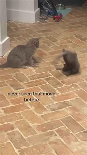 mother vs daughter who will win #fyp #catsoftiktok #fypシ #cat