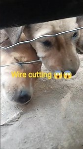wire cutting 😱😱#ytshorts #shortsfeed #dogylover #