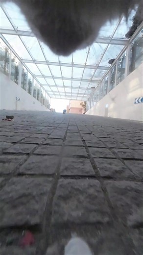 Maxwell the Cat Plays in the Dark: A Fun Adventure