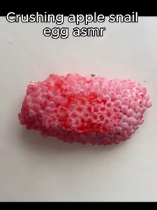 Crushing Apple Snail ASMR Experience