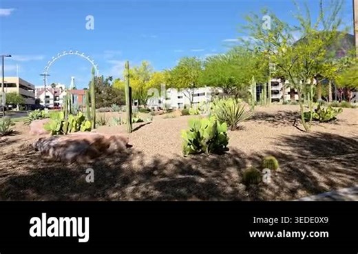 Desert Garden Near High Roller In Las Vegas Nevada, cinematic travel video frame with cactus plants, palm trees and sunny blue sky Stock Video Footage - Alamy