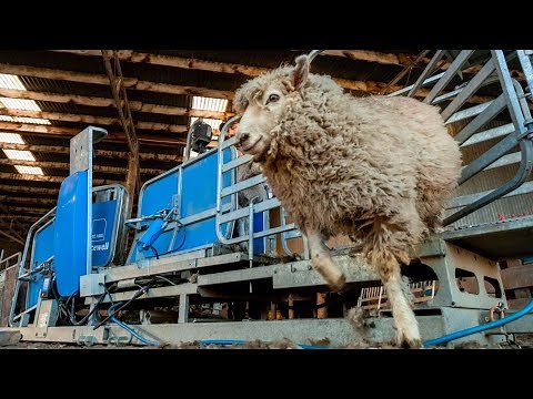 Te Pari Racewell Sheep Handlers in Action