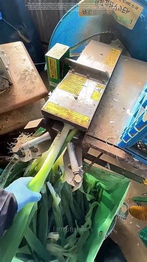 Onion Peeling Revolution: How Mechanization Transformed Vegetable Preparation