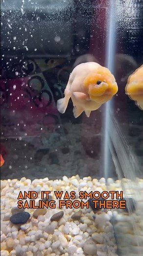 My Ranchu Goldfish Have Arrived! Goldfish Island unboxing! New Ranchu