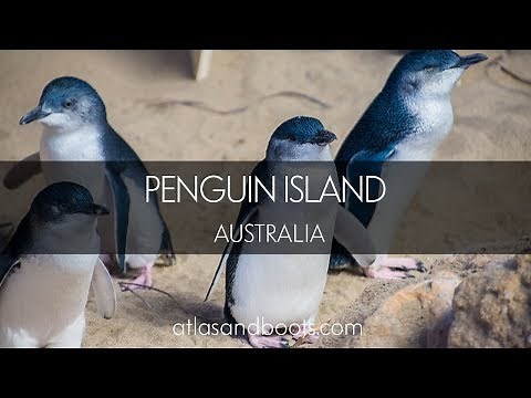 Penguin Island in Perth, Australia