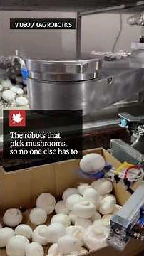 AI robots picking mushrooms
