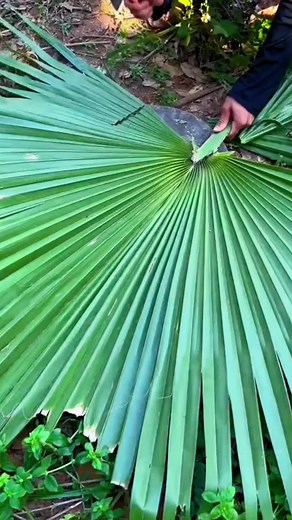 #fyp #fypシ #trending #diy