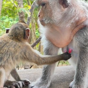 10M views · 62K reactions | So Funny Big baby monkey try to get mor milk form mom | Wilderness TV9 | Facebook