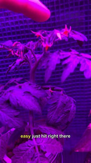 Easy Indoor Tomato Pollination 🌱