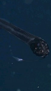 86K views · 1.9K reactions | Dragonfish cruising the deep blue . Like and tag an ocean lover in the comments❤ . Shot by @mbari_news . Follow @scubapilgrim for more! Follow @scubapilgrim for more! . Want to learn Underwater Photography? . Use the link below or in our bio to get a free Underwater Photography course! . bit.ly/Underwaterphotography bit.ly/Underwaterphotography | scubapilgrim | Facebook