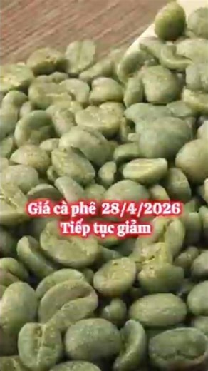 Giá cà phê hôm nay 28/4/2026 ổn định ở mức 88.000 đồng/kg