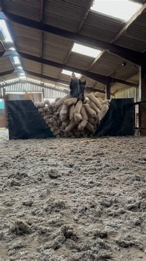 Benjamin Atkinson on Instagram: "Stunt rehearsals for @horsemanshipshowcase 💪 Day one of Bobby learning to smash through a sandbag wall for the World War One section of the Saturday night spectacular! #actionhorses #atkinsonactionhorses #liberty #horsesofinstagram #equestrian #performance #benatkinson #show #horseshow #BAM #benatkinsonmethod #dodsonandhorrell #naturalhorsemanship"
