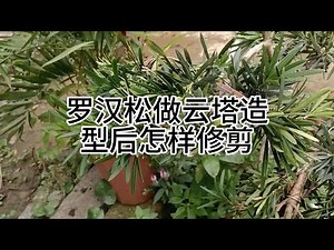 How to prune a Podocarpus macrophyllus after creating a cloud-shaped form #PodocarpusMachilusStyl...