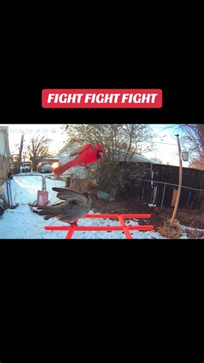 They just can’t get along! #Birdtok #birdsoftiktok #nature #wildlife #birdwatching