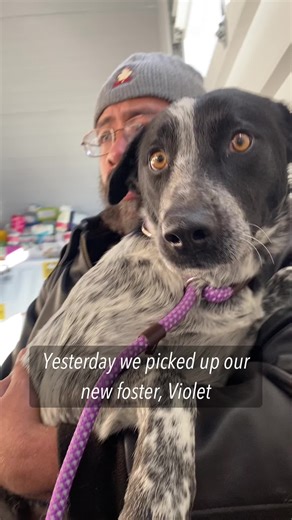 Meet our new foster, Violet. She’s very shut down like Sage and Hinata were. Follow her on her journey and feel free to ask any questions in the comments 💕 #fosterdog #rescuedog #dogrescue ##cattledog #heeler