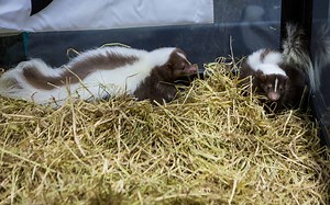 The Top 15 Exotic Animals You Can Own in New Jersey