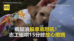 1.4M views · 35K reactions | 瘸腿浪躲車底怒吼！志工暖哄15分終放心撒嬌 #大編：1'19的表情超讓人想抱抱牠！ ●暖警衝百米救吐血狗！心急喊：不要睡…逼哭萬人 https://news.ebc.net.tw/News/Article/170961 最新藝人八卦動態快追蹤【東森娛樂IG】https://bit.ly/2VAqzOt 影片授權： Hope For Paws 網站：https://www.HopeForPaws.org #流浪犬 #志工 #安置 | 東森新聞 | Facebook