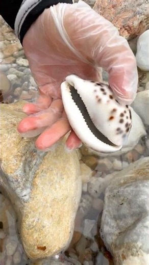 Sea Agate and Sea Crystal: Finding Hidden Treasures on the Shore and rare pearl