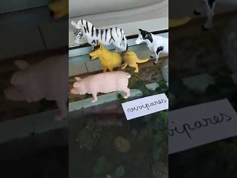 Le vivant ~ Ovipares & Vivipares. École à la maison