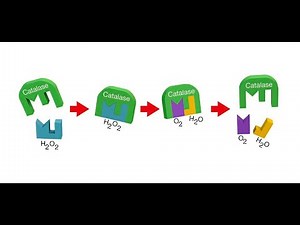 Enzyme lab BIO 1501 HPU