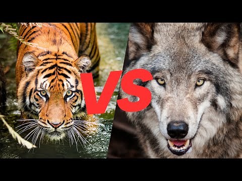 Tiger vs Wolf Showdown - Nature's Epic Battle Revealed!