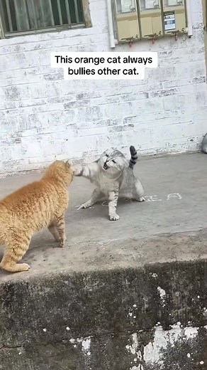 This orange cat always bullies other cat.#cat #fyp #pet | cat fight