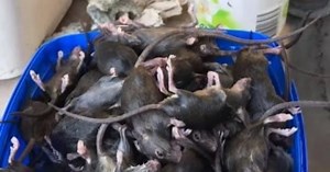 Fears napalm-like mouse bait could have ‘huge’ impact on native species