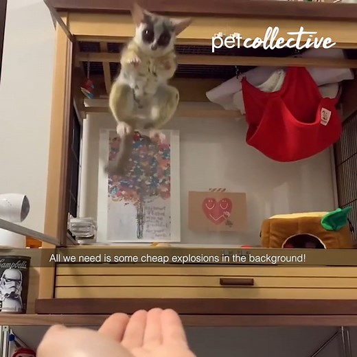 These little jumpers are hopped up and ready to jump around! | The Pet Collective