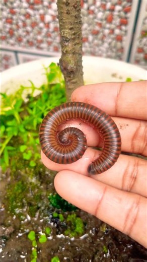 Millipede Suddenly Curled Up! 😱🐛 What Happened? #shorts