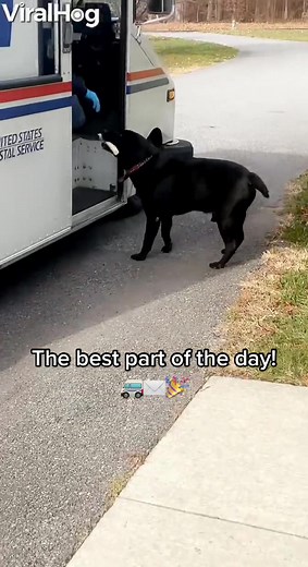 Hilarious Dog and Mailman Encounter!