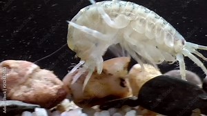 Gewöhnlicher Flohkrebs (Gammarus pulex)