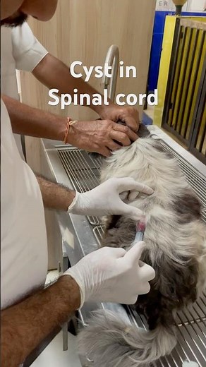 Cyst in spinal cord , in this condition there in wound like pus accumulation in and around spinal