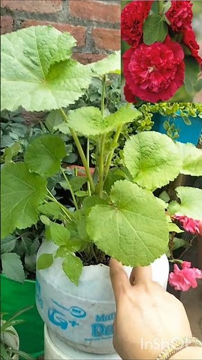 🌱double flower hollyhocks 🌱🌱how to grow and care hollyhock plant