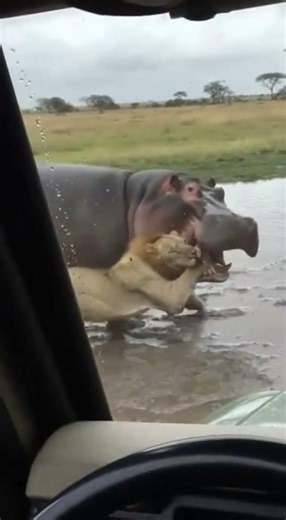 Unbelievable! Hippo Crushes Lion's Head During Safari Battle
